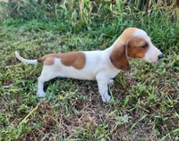 Ike, a male Miniature Dachshund for sale in Hartville, MO – 3 of 10