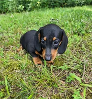 Winston , a male Miniature Dachshund for sale in Hartville, MO – 5 of 10