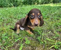 Wilbur, a male Miniature Dachshund for sale in Hartville, MO – 2 of 10