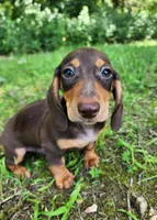 Whiskey , a male Miniature Dachshund for sale in Hartville, MO – 5 of 10
