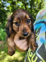 Apollo , a male Miniature Dachshund for sale in Hartville, MO – 4 of 10