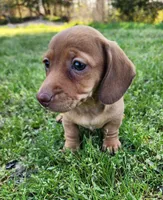 Starla , a female Miniature Dachshund for sale in Hartville, MO – Photo 5 of 10