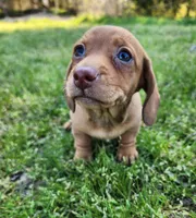 Starla , a female Miniature Dachshund for sale in Hartville, MO – Photo 2 of 10