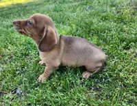 Starla , a female Miniature Dachshund for sale in Hartville, MO – Photo 8 of 10