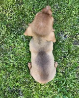 Starla , a female Miniature Dachshund for sale in Hartville, MO – Photo 9 of 10