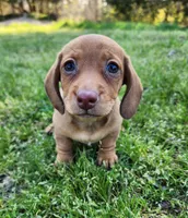 Starla , a female Miniature Dachshund for sale in Hartville, MO – Photo 4 of 10