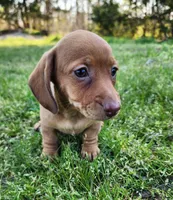 Starla , a female Miniature Dachshund for sale in Hartville, MO – Photo 3 of 10
