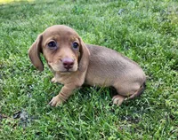 Starla , a female Miniature Dachshund for sale in Hartville, MO – Photo 10 of 10