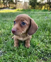 Starla , a female Miniature Dachshund for sale in Hartville, MO – Photo 6 of 10