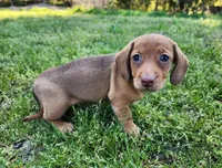 Starla , a female Miniature Dachshund for sale in Hartville, MO – Photo 7 of 10