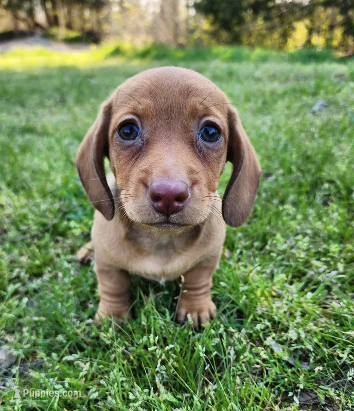Starla  – Miniature Dachshund puppy for sale in Hartville, MO