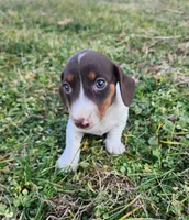 Ophelia , a female Miniature Dachshund for sale in Hartville, MO – Photo 8 of 10