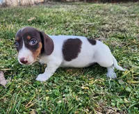 Ophelia , a female Miniature Dachshund for sale in Hartville, MO – Photo 1 of 10