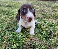 Ophelia , a female Miniature Dachshund for sale in Hartville, MO – Photo 6 of 10