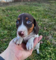 Ophelia , a female Miniature Dachshund for sale in Hartville, MO – Photo 7 of 10