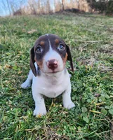 Ophelia , a female Miniature Dachshund for sale in Hartville, MO – Photo 10 of 10