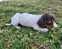 Ophelia , a female Miniature Dachshund for sale in Hartville, MO – Photo 3 of 10