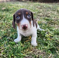 Ophelia , a female Miniature Dachshund for sale in Hartville, MO – Photo 2 of 10