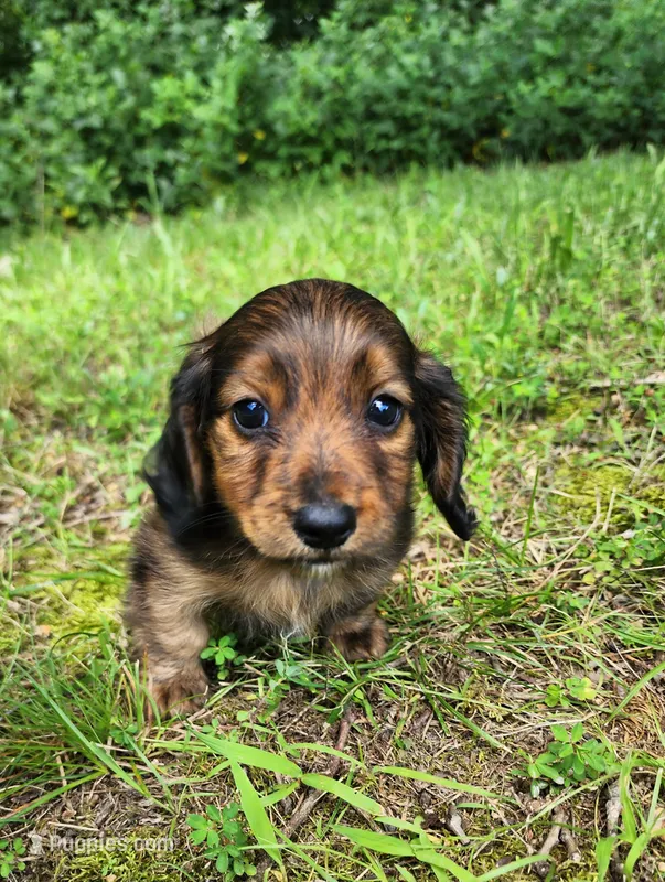 Apollo  – Miniature Dachshund puppy for sale in Hartville, MO