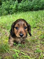 Apollo , a male Miniature Dachshund for sale in Hartville, MO – 1 of 10