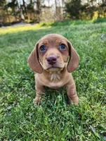 Scotch , a male Miniature Dachshund for sale in Hartville, MO – Photo 7 of 10