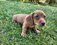 Scotch , a male Miniature Dachshund for sale in Hartville, MO – Photo 8 of 10
