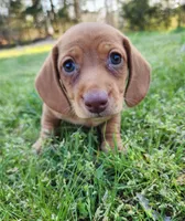 Scotch , a male Miniature Dachshund for sale in Hartville, MO – Photo 2 of 10