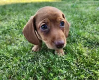 Scotch , a male Miniature Dachshund for sale in Hartville, MO – Photo 3 of 10