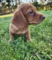 Scotch , a male Miniature Dachshund for sale in Hartville, MO – Photo 10 of 10