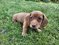 Scotch , a male Miniature Dachshund for sale in Hartville, MO – Photo 5 of 10