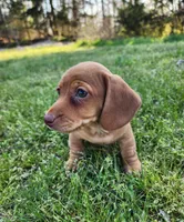 Scotch , a male Miniature Dachshund for sale in Hartville, MO – Photo 6 of 10