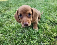 Scotch , a male Miniature Dachshund for sale in Hartville, MO – Photo 4 of 10
