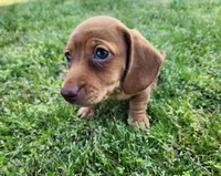 Scotch , a male Miniature Dachshund for sale in Hartville, MO – Photo 1 of 10