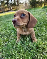Scotch , a male Miniature Dachshund for sale in Hartville, MO – Photo 9 of 10