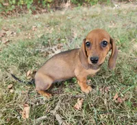 Daisy, a female Miniature Dachshund for sale in Hartville, MO – 3 of 7