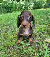 Wendy, a female Miniature Dachshund for sale in Hartville, MO – 8 of 10