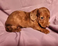 Paris, a female Miniature Dachshund for sale in Hartville, MO – Photo 10 of 10
