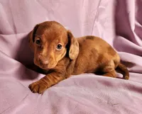 Paris, a female Miniature Dachshund for sale in Hartville, MO – Photo 4 of 10