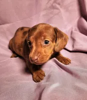 Paris, a female Miniature Dachshund for sale in Hartville, MO – Photo 2 of 10