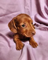 Paris, a female Miniature Dachshund for sale in Hartville, MO – Photo 1 of 10