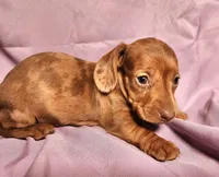 Paris, a female Miniature Dachshund for sale in Hartville, MO – Photo 8 of 10