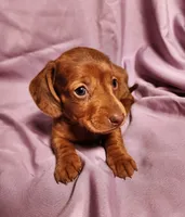 Paris, a female Miniature Dachshund for sale in Hartville, MO – Photo 9 of 10
