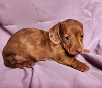 Paris, a female Miniature Dachshund for sale in Hartville, MO – Photo 7 of 10