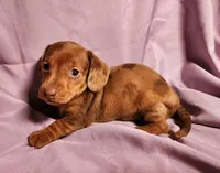 Paris, a female Miniature Dachshund for sale in Hartville, MO – Photo 6 of 10