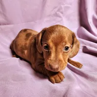 Paris, a female Miniature Dachshund for sale in Hartville, MO – Photo 3 of 10