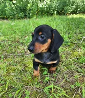 Walker, a male Miniature Dachshund for sale in Hartville, MO – 4 of 10