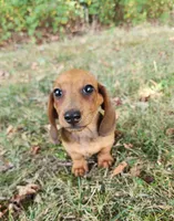 Charlie, a male Miniature Dachshund for sale in Hartville, MO – 2 of 10