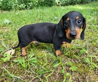Winston , a male Miniature Dachshund for sale in Hartville, MO – 4 of 10