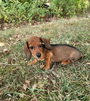Dax, a male Miniature Dachshund for sale in Hartville, MO – 7 of 10