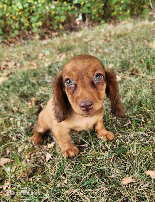 Eli  – Miniature Dachshund puppy for sale in Hartville, MO